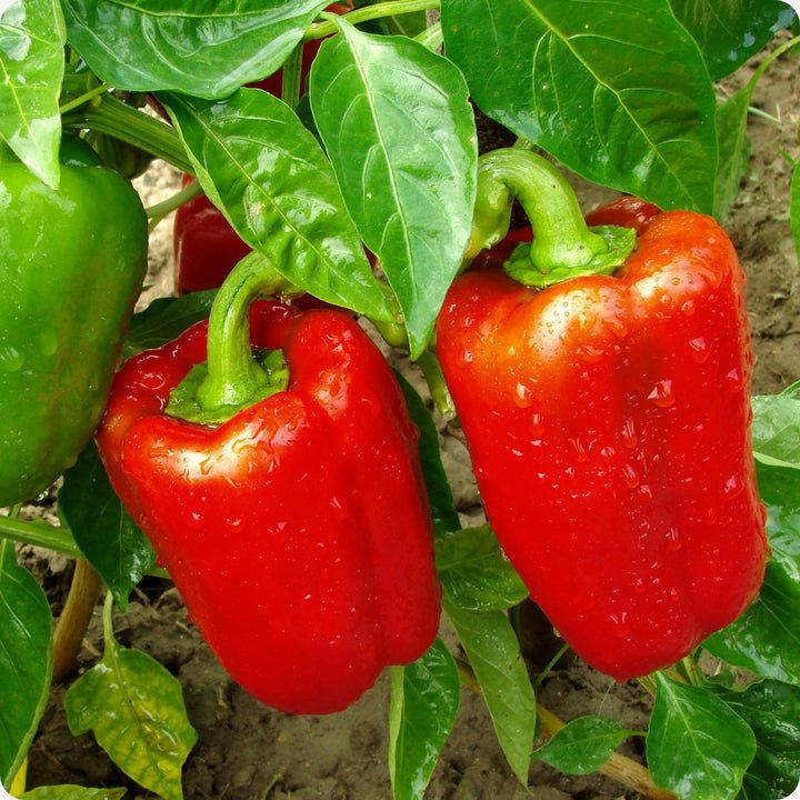 Pepper, Sweet  - California Wonder