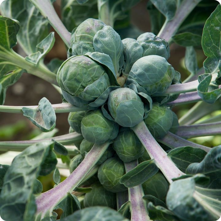 Brussels Sprouts - Long Island