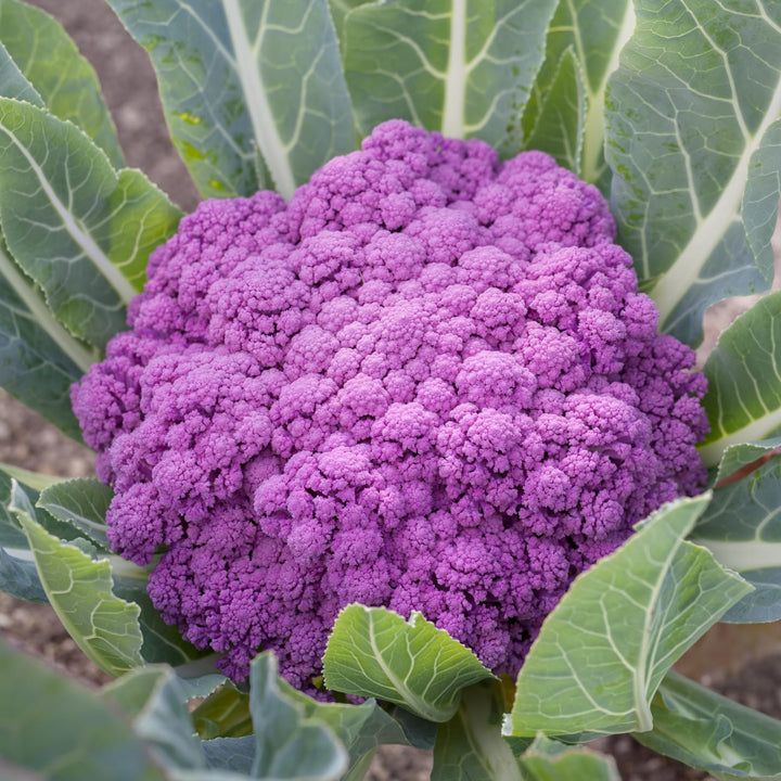 Cauliflower - Di Sicilia Violetta
