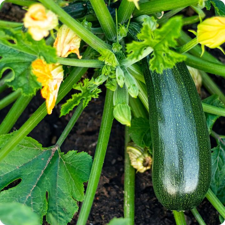 Zucchini - Black Beauty