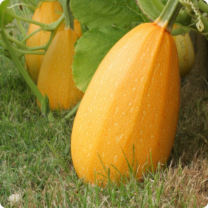 Squash - Spaghetti