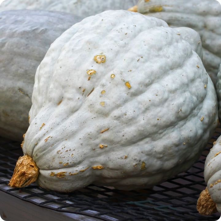 Squash - Blue Hubbard