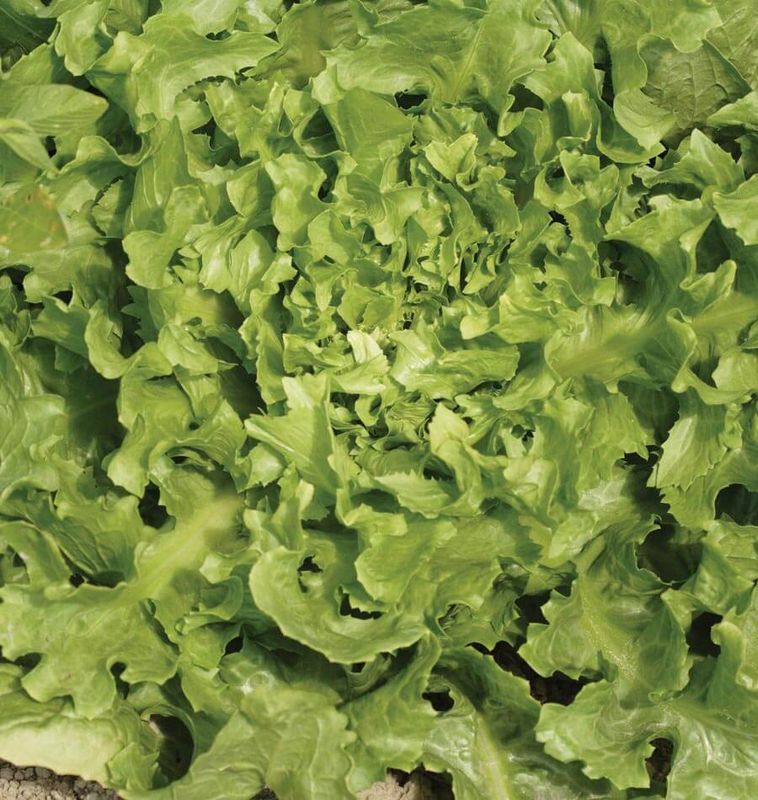 Endive - Broadleaf Escarole