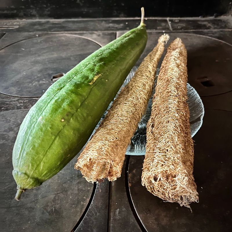 Gourd - Dishcloth or Lufa