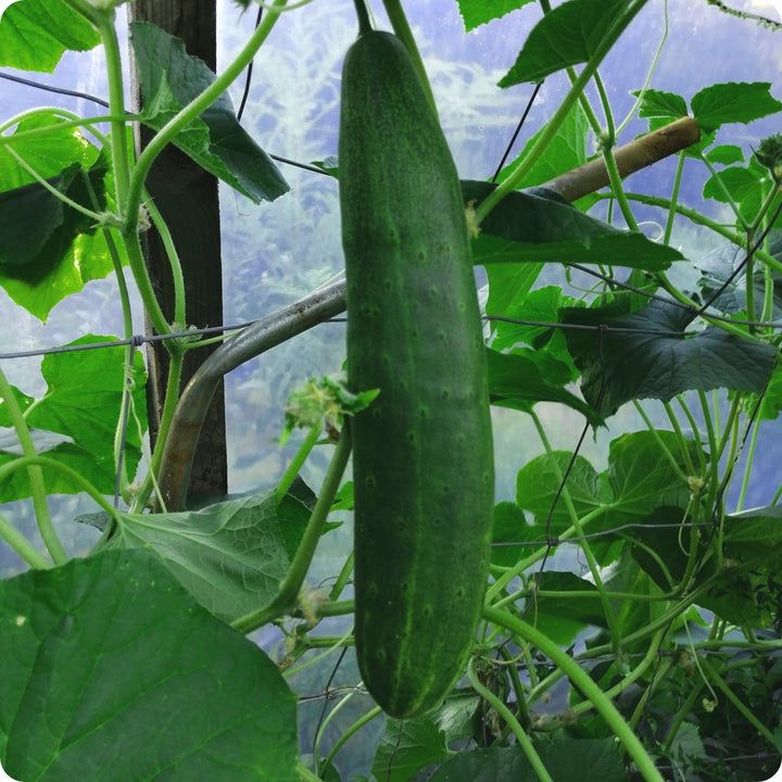 Cucumber - Japanese Climbing
