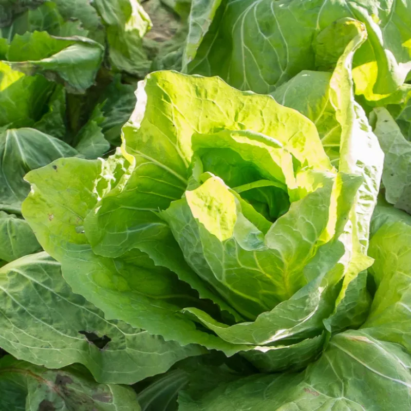 Endive - Sugar Loaf