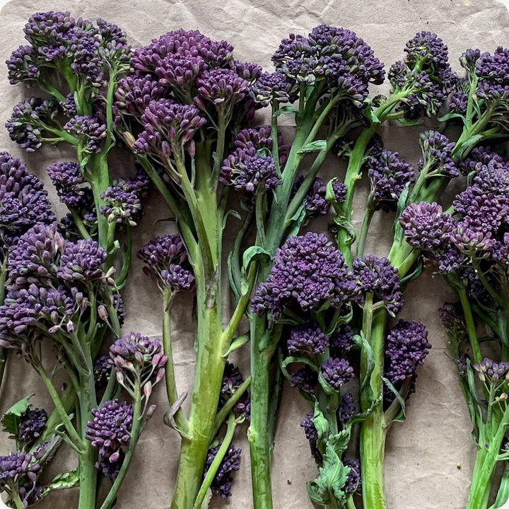 Broccoli - Early Purple Sprouting