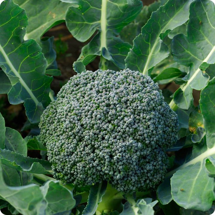 Broccoli - De Cicco