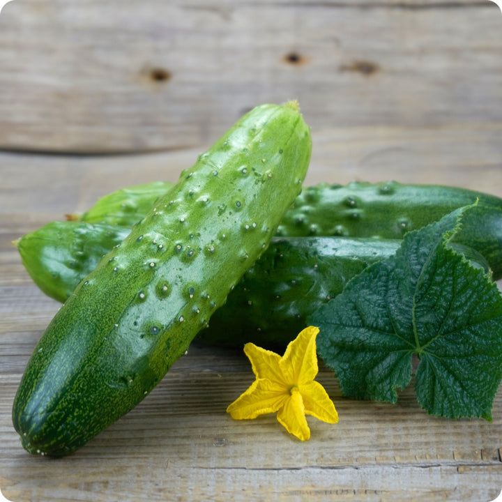 Cucumber - Boston Pickling