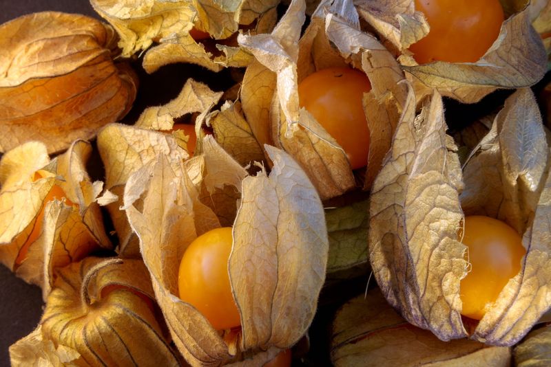 Ground Cherry - Mary’s Niagara