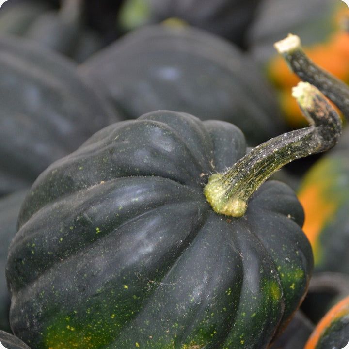 Squash – Acorn Table Queen