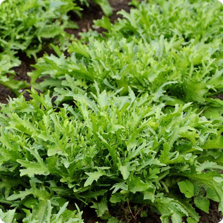 Endive - Très Fine Maraichère