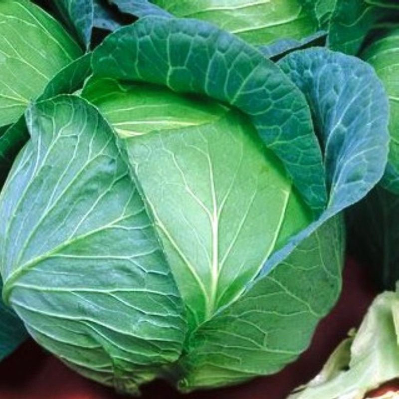 Cabbage - Danish Ballhead