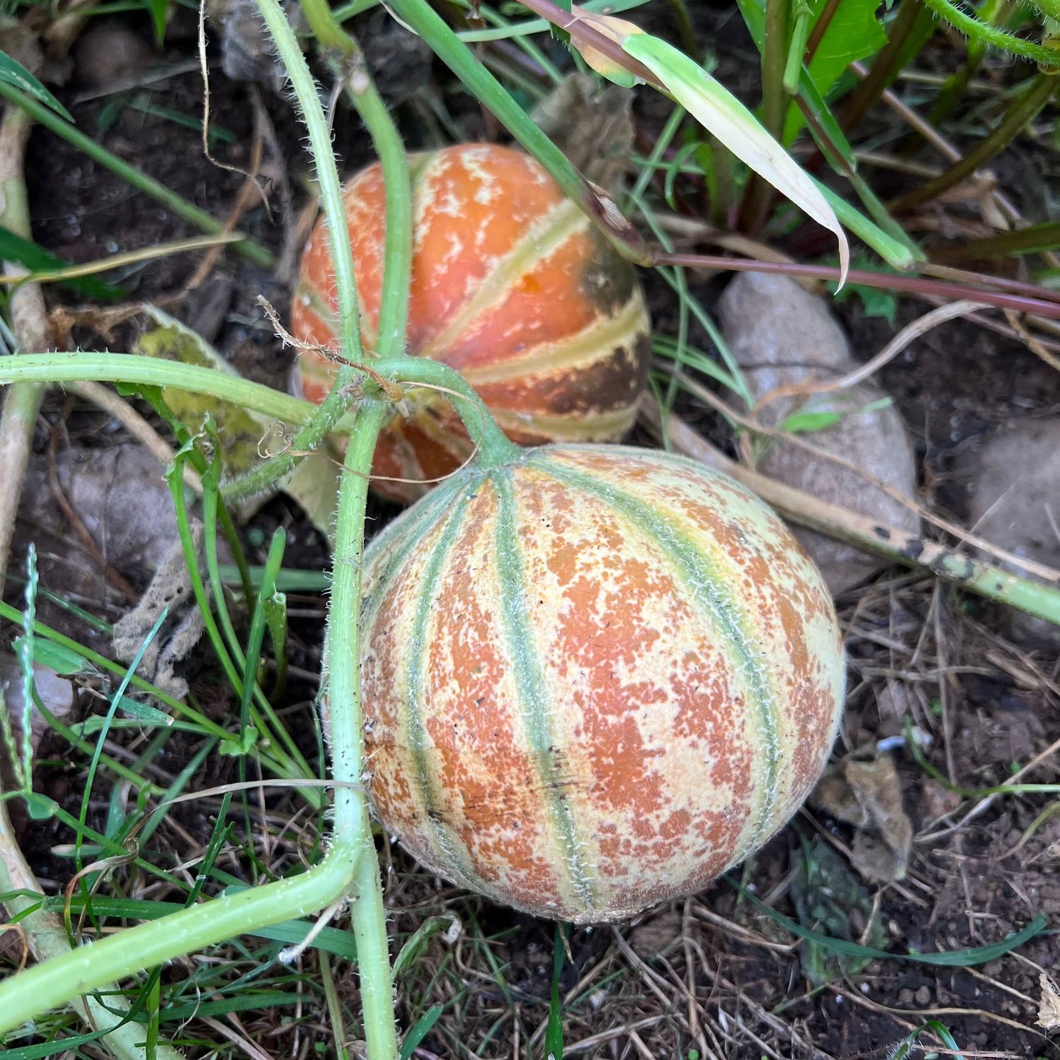 Melon - Kajari