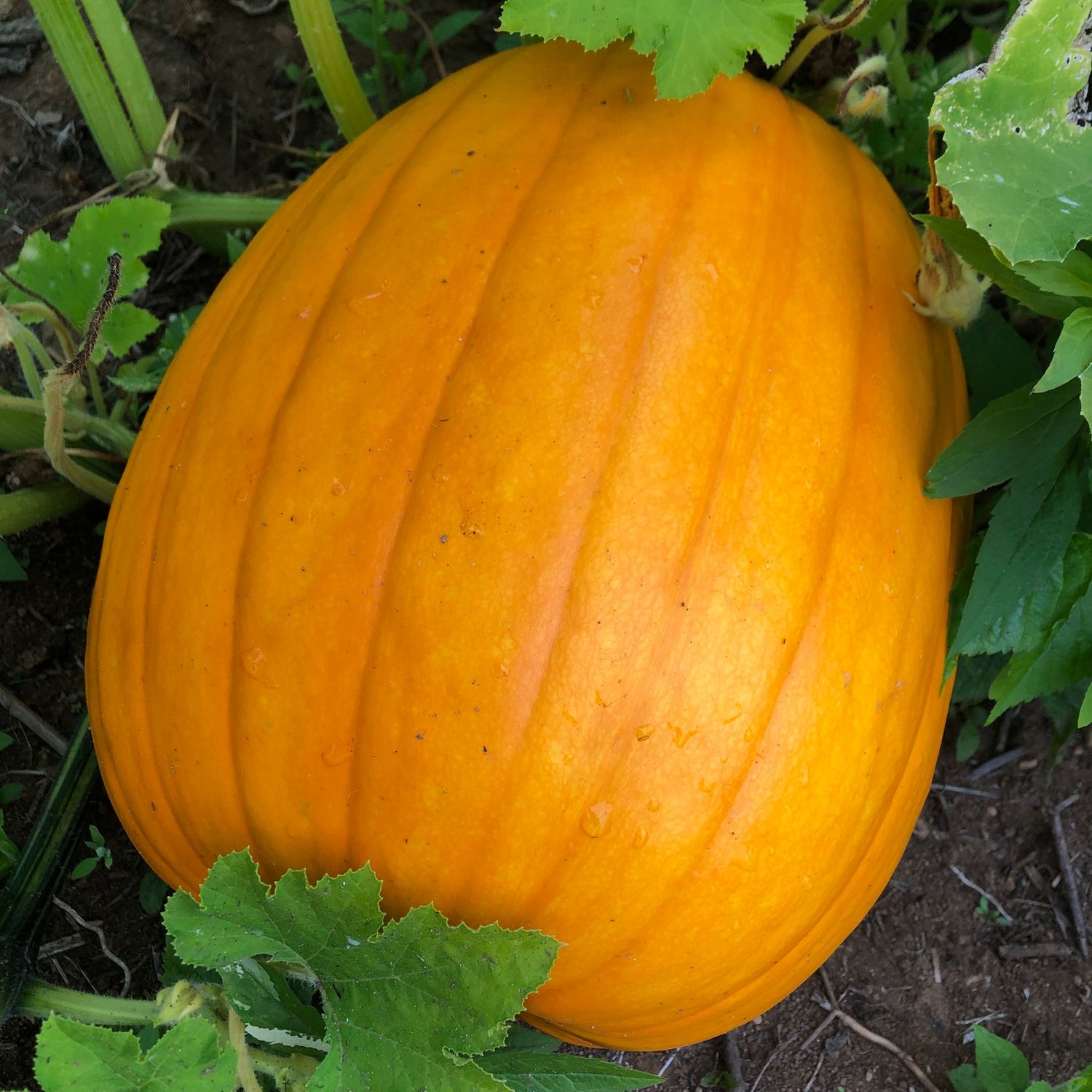 Pumpkin - Howden