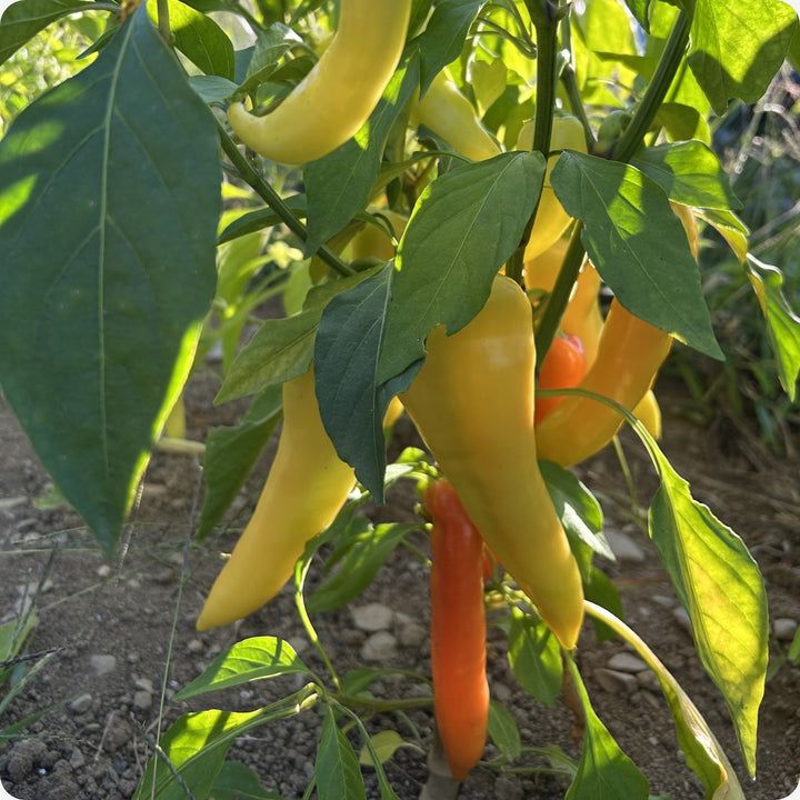 Pepper - Sweet Banana