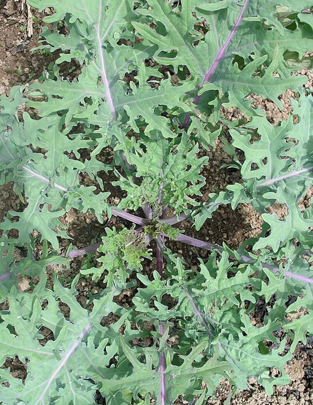 Kale - Winter Red