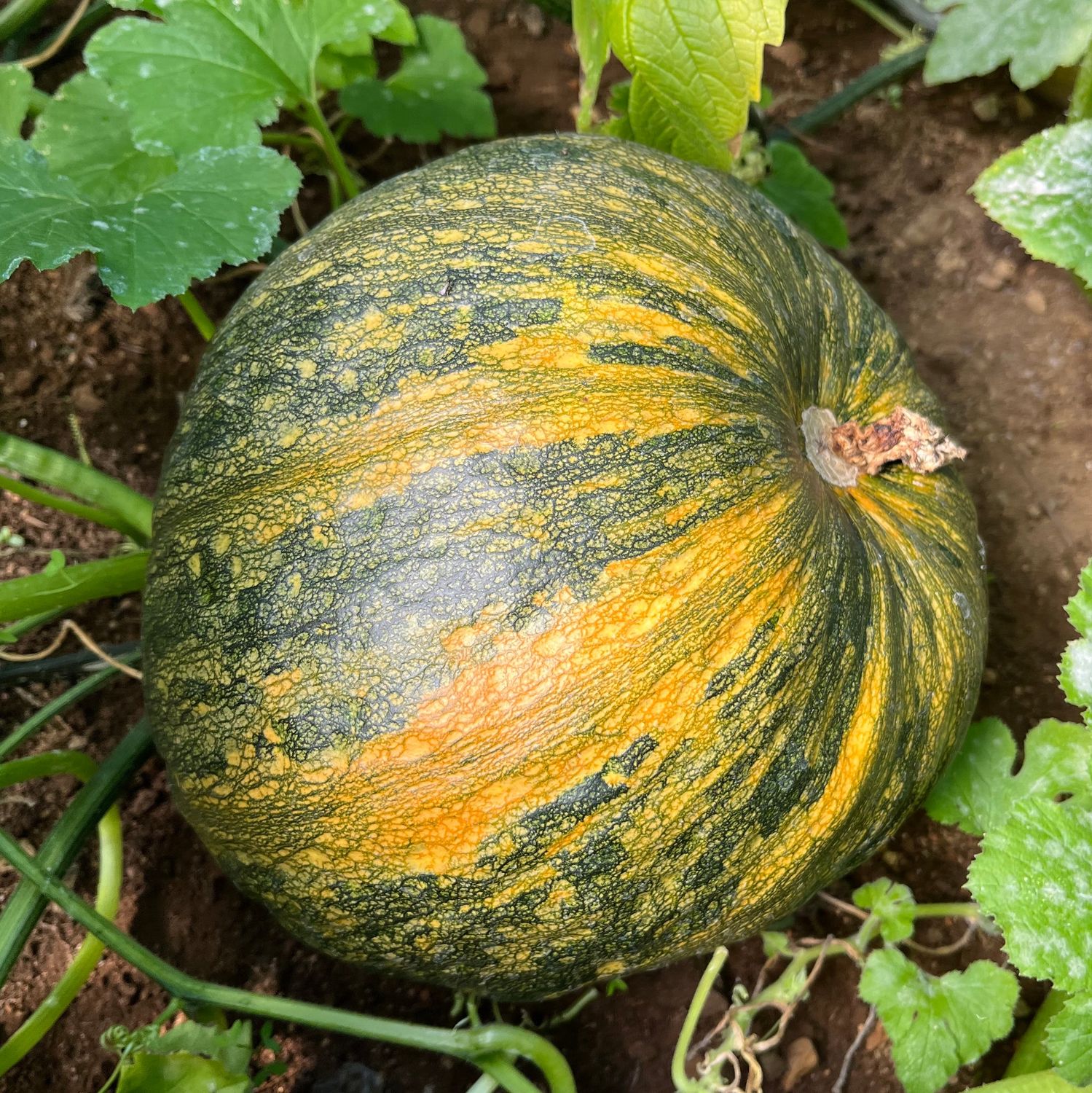 Pumpkin - Styrian Hulless