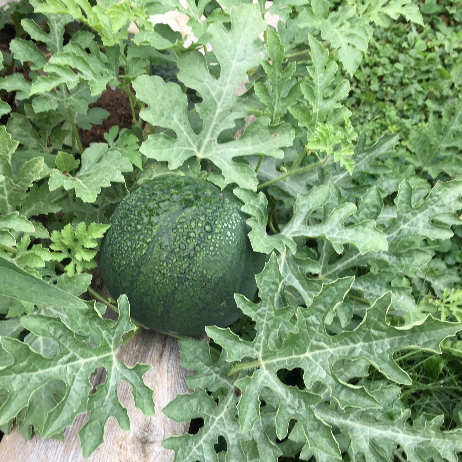 Watermelon - Nellie’s Sugar