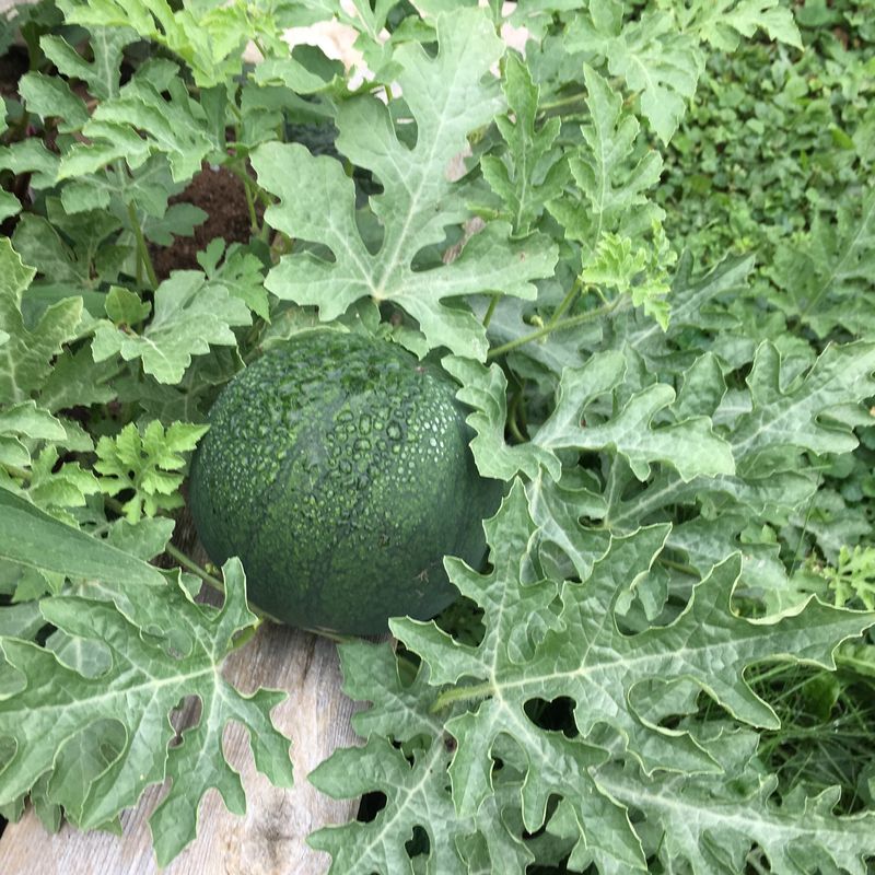 Watermelon - Nellie’s Sugar