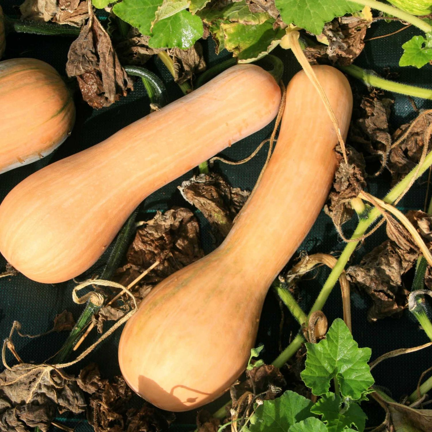 Squash - Longue de Nice