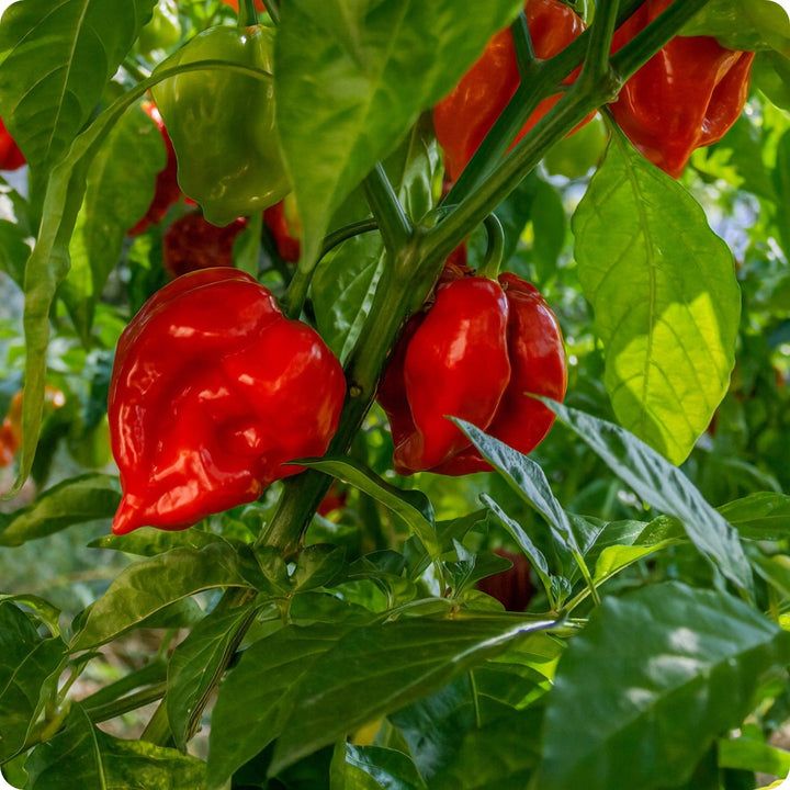 Pepper - Red Habanero