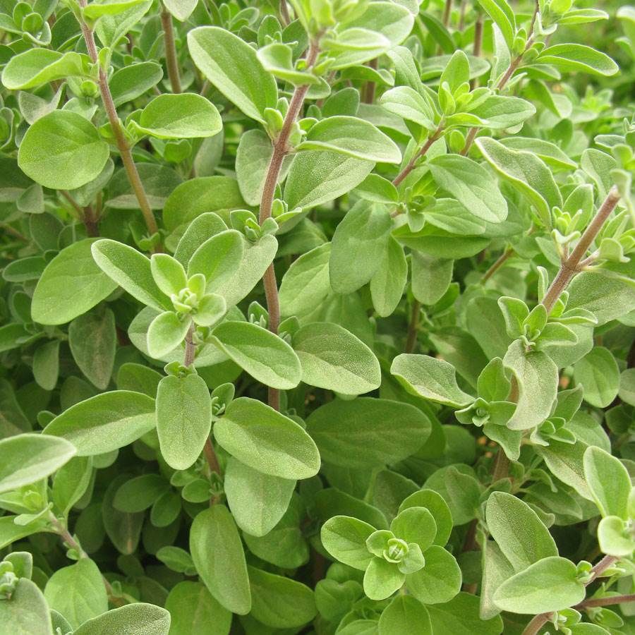 Sweet Marjoram