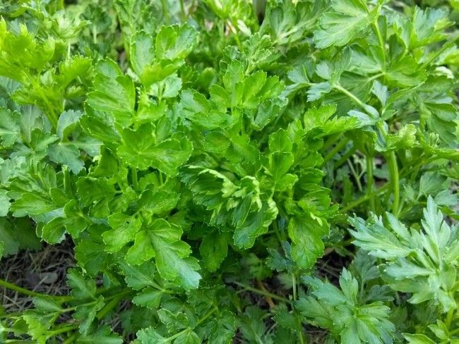 Dark Green Italian Parsley