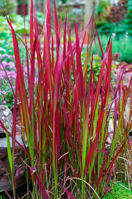Red Baron Japanese Blood Grass