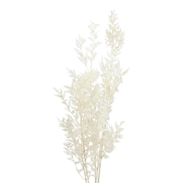 Bleached Italian Ruscus