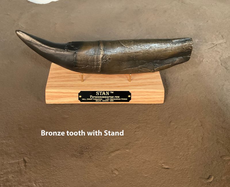 STAN Tyrannosaurus rex ® - Tooth 11.5" Bronze w/Oak base Fossil Replica - Replicas/Models