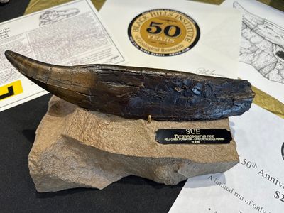 SUE Tyrannosaurus rex Bronze Tooth w/Base - Fossil Replica - Replicas/Models