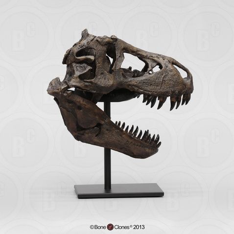 STAN Tyrannosaurus rex ® - 1/9 Scale Sculptured Skull - Fossil Replica - Replicas/Models