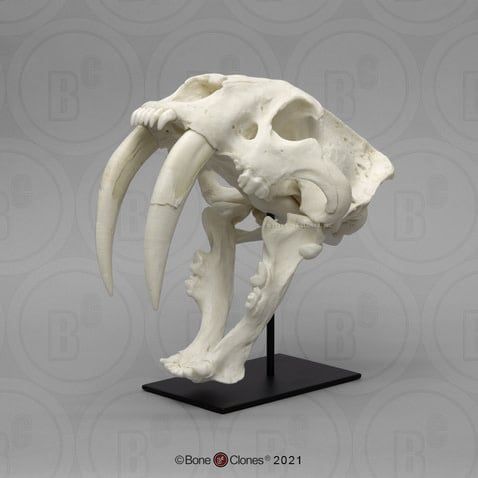Saber Toothed Smilodon Skull - La Brea Tar Pit - BC Stand - Fossil Replica - Replicas/Models