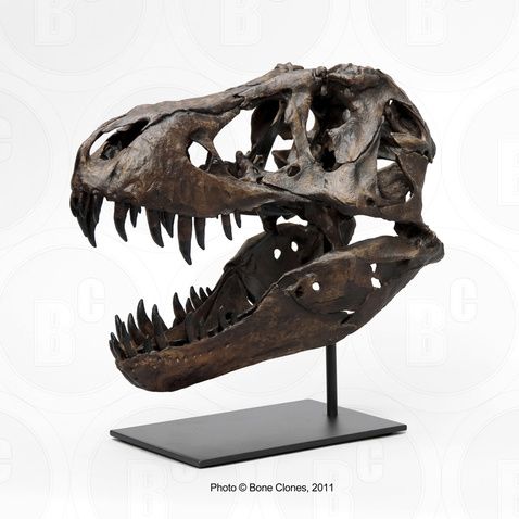 STAN Tyrannosaurus rex ® - 1/6 Scale Skull Rapid Prototype - Fossil Replica (BHI #127301) - Replicas/Models