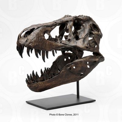 STAN Tyrannosaurus rex ® - 1/6 Scale Skull Rapid Prototype - Fossil Replica (BHI #127301) - Replicas/Models