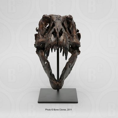 STAN Tyrannosaurus rex ® - 1/6 Scale Skull Rapid Prototype - Fossil Replica (BHI #127301) - Replicas/Models