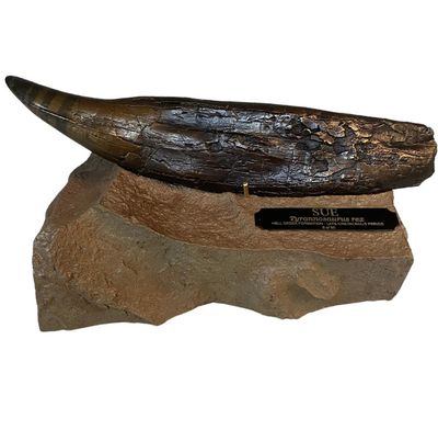 SUE Tyrannosaurus rex Bronze Tooth w/Base - Fossil Replica - Replicas/Models