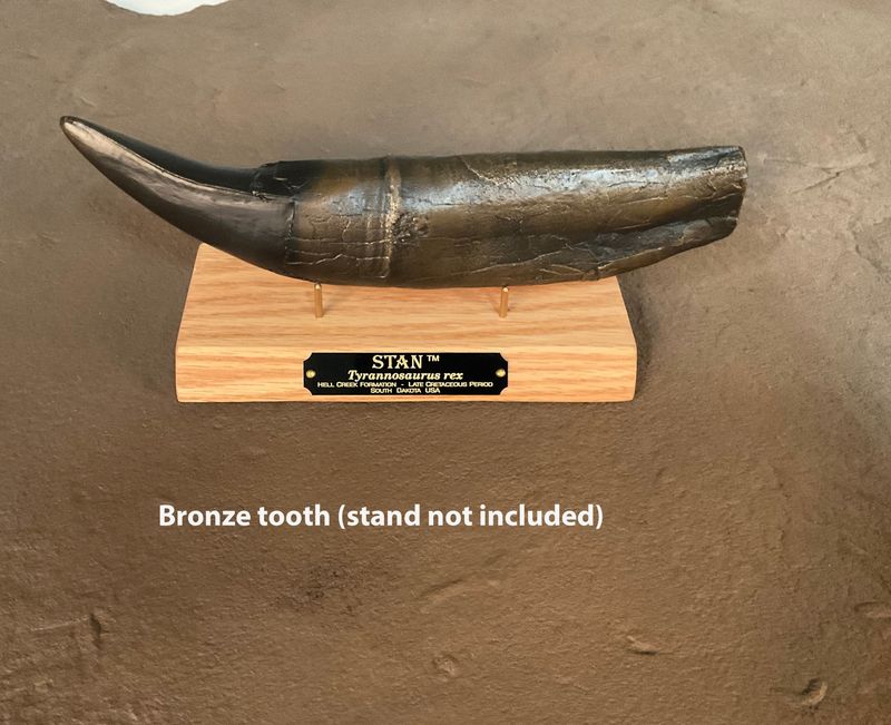 STAN Tyrannosaurus rex ® - Tooth 11.5" - Bronze - Fossil Replica - Replicas/Models