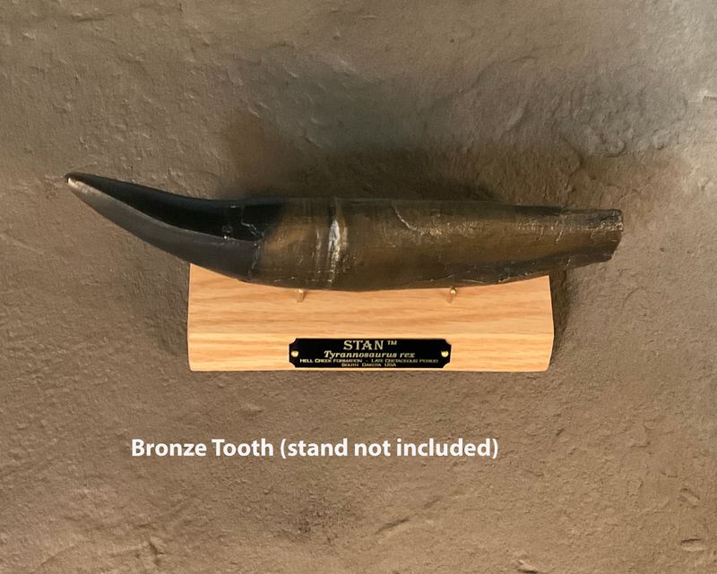 STAN Tyrannosaurus rex ® - Tooth 11.5" - Bronze - Fossil Replica - Replicas/Models