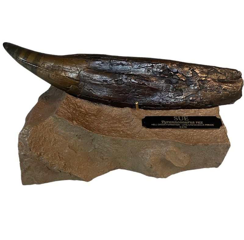 SUE Tyrannosaurus rex Bronze Tooth w/Base - Fossil Replica - Replicas/Models