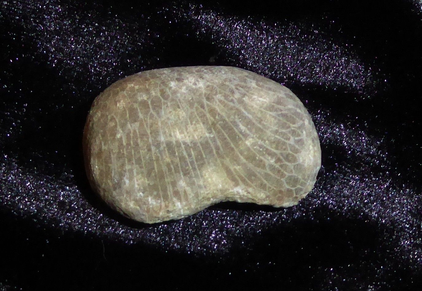 Favosite Fossil