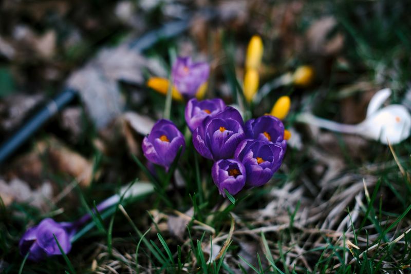 Crocus Essence