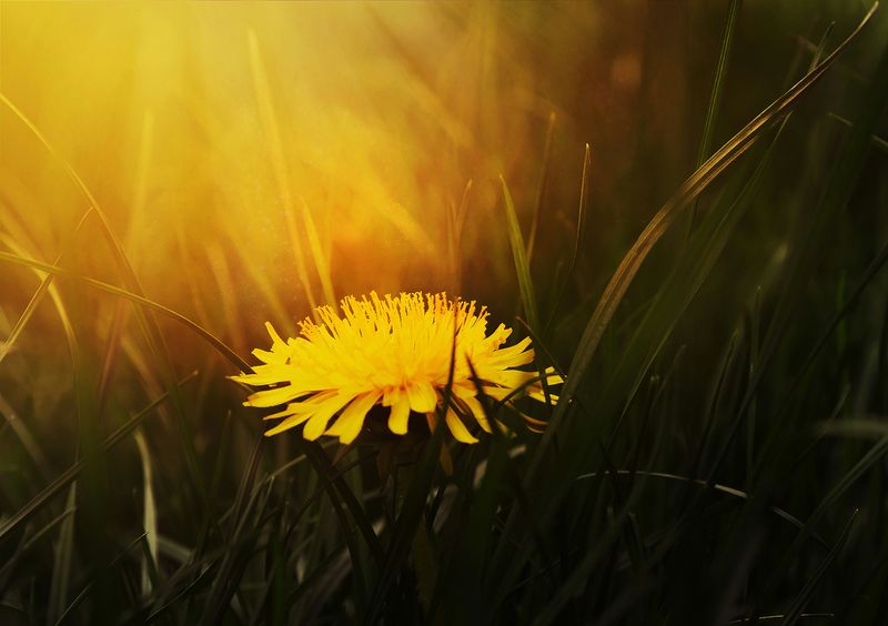 Dandelion Essence