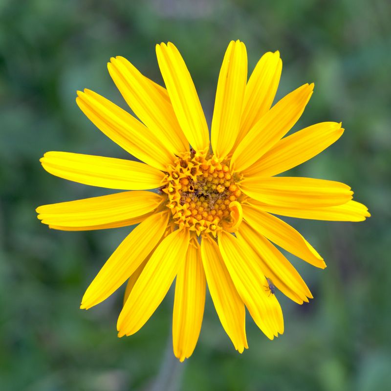 Arnica Essence