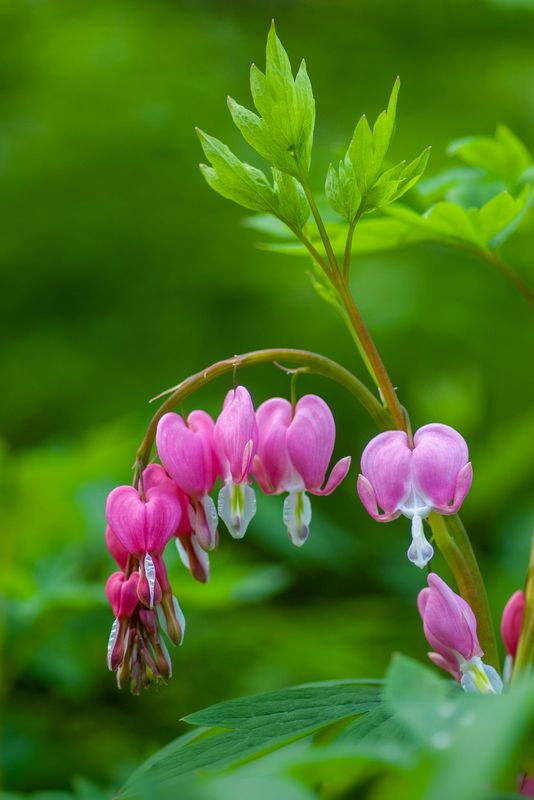 Bleeding Heart Essence