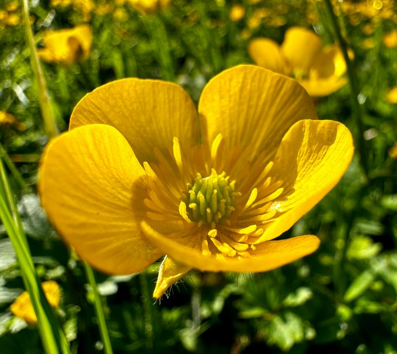 Buttercup Essence