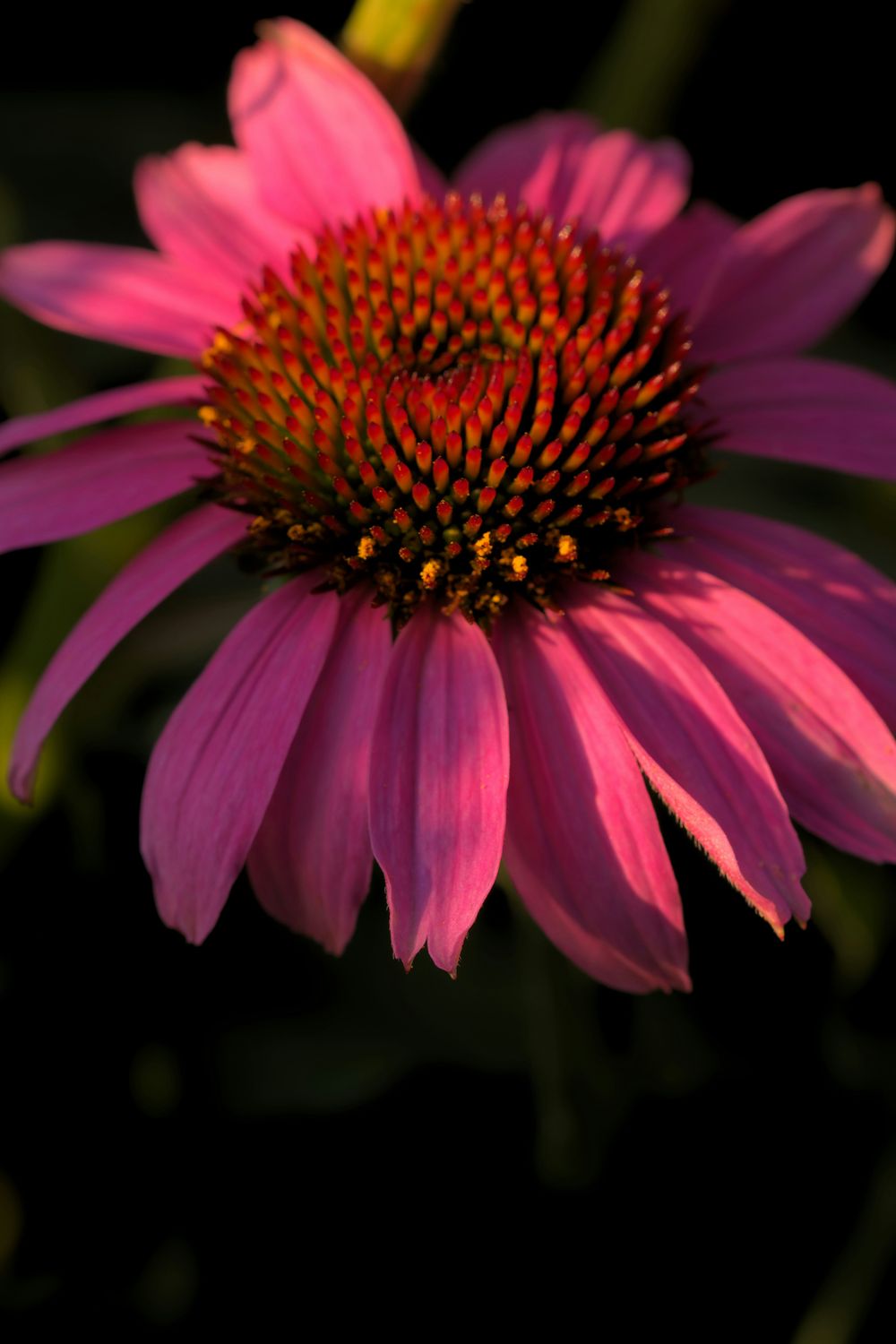 Echinacea Essence