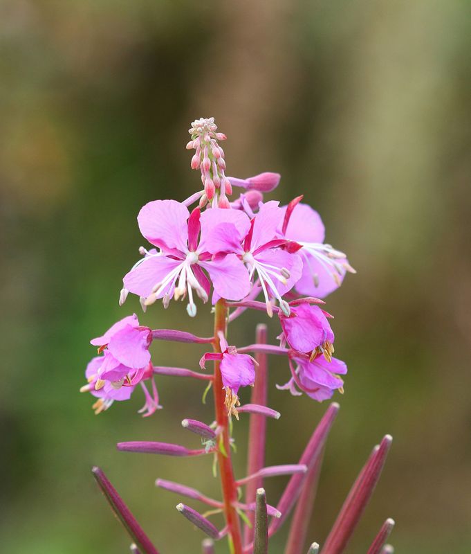 Fireweed Essence