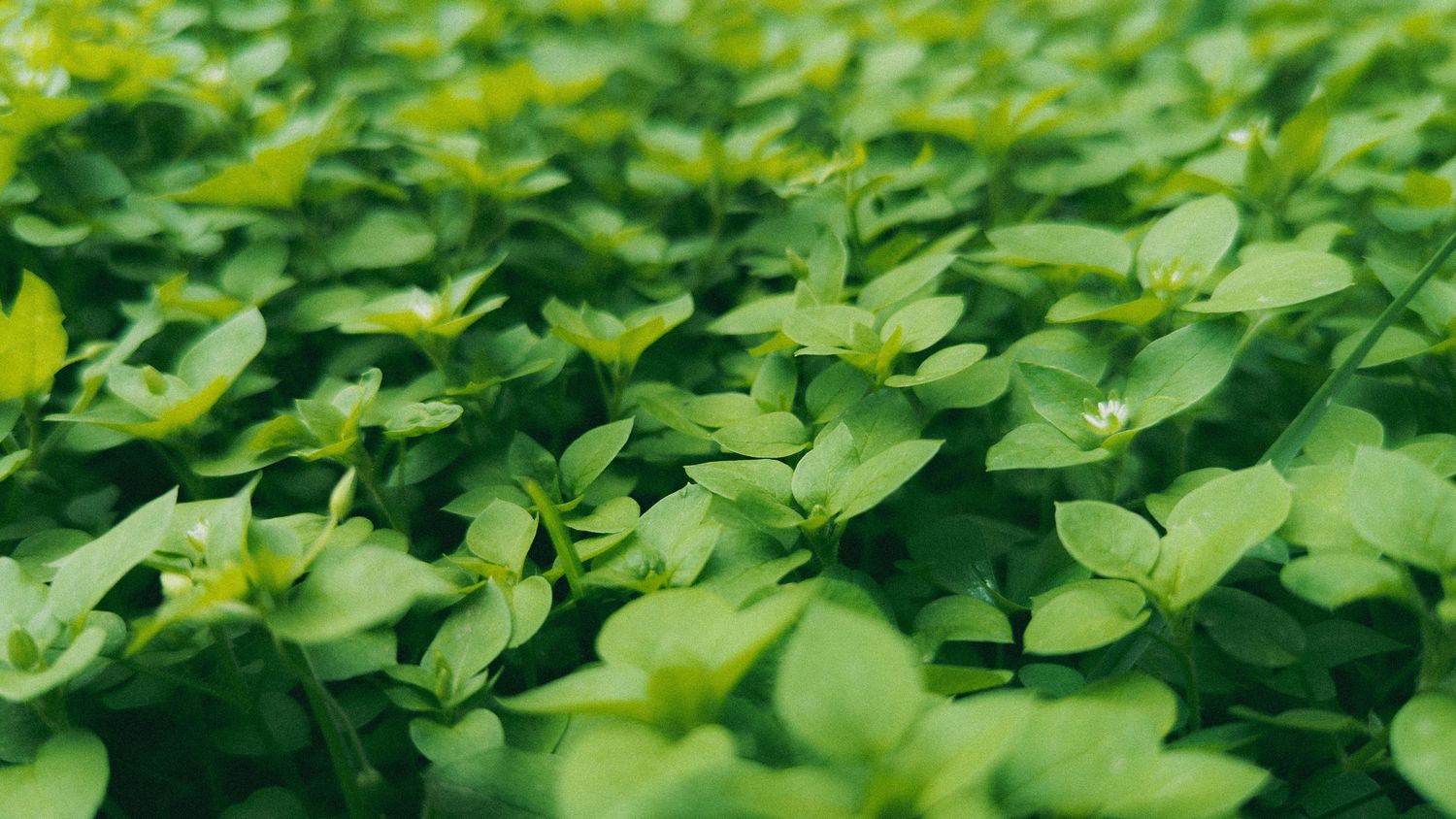 Chickweed Essence